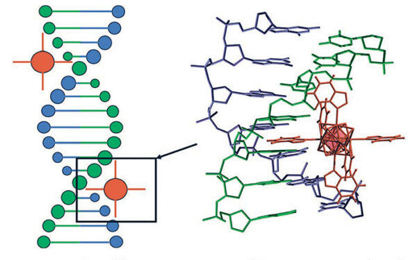 Пример супрамолекулярного взаимодействия активного комплекса (красный) с молекулой ДНК (синий+зелёный).