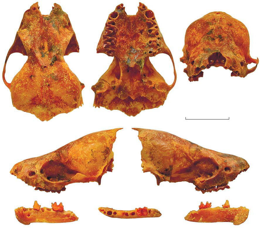 Череп и фрагмент нижнечелюстной кости Eptesicus nilssonii varangus Lopatin, 2023; Крым, пещера Таврида; нижний плейстоцен. Масштабная линейка – 5 мм. Источник: © А. В. Лопатин.