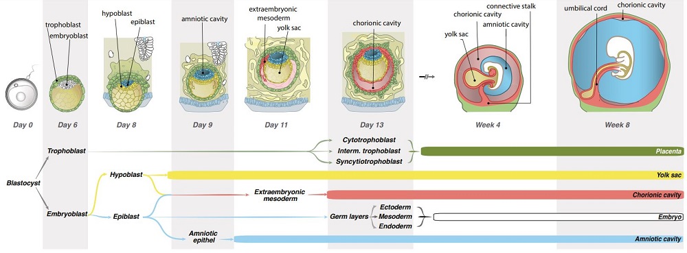 Иллюстрация происхождения разных тканей в развитии эмбриона человека