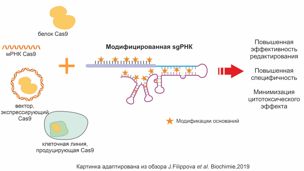 Преимущества модифицированных направляющих РНК. Фото предоставлено исследователями.