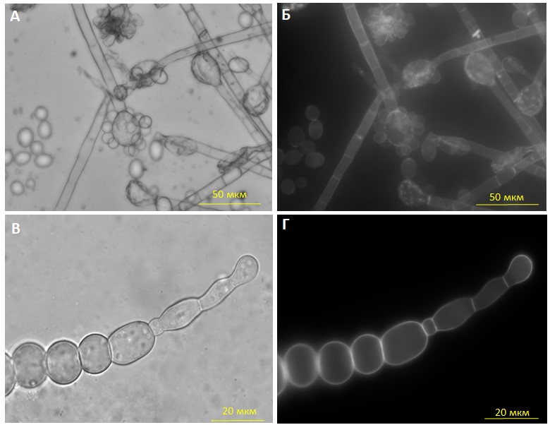 Гриб-деструктор