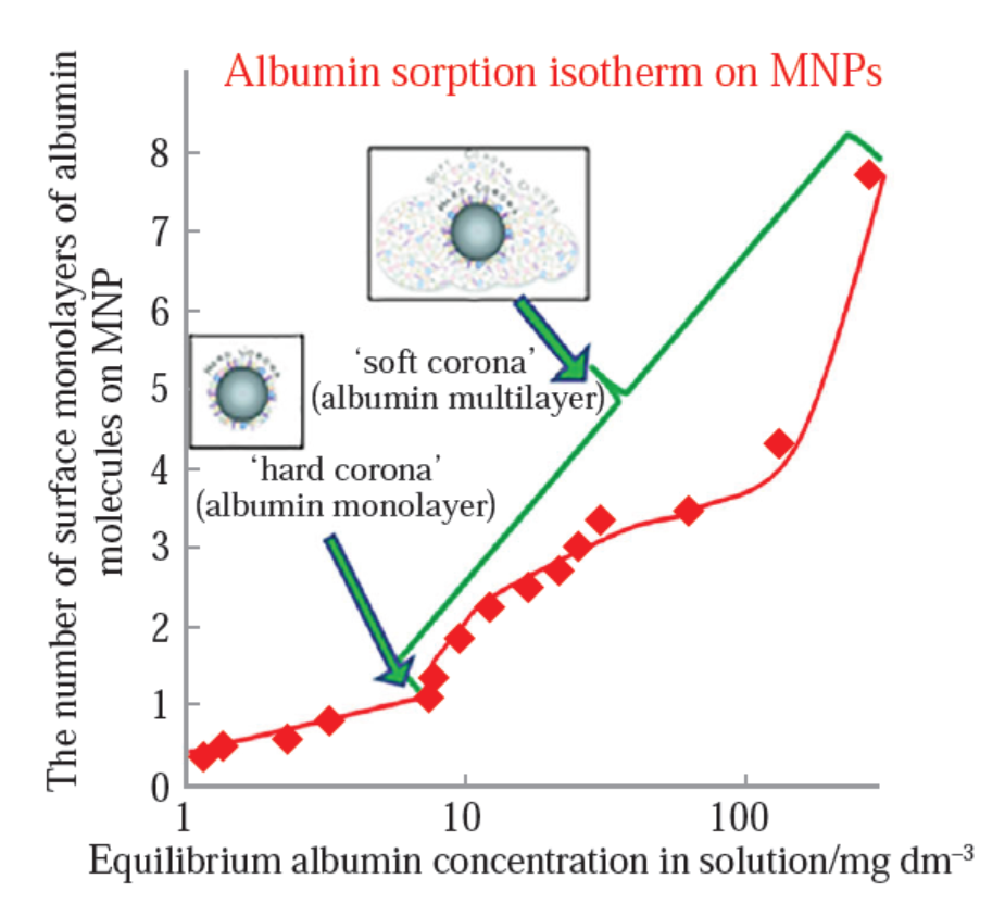 Рисунок 2. Изотерма сорбции альбумина на наночастицах; показано последовательное формирование «твёрдой белковой короны» (линейный участок изотермы) и «мягкой белковой короны» (S-образный участок). По горизонтальной оси — равновесная концентрация альбумина в растворе. По вертикальной оси — число монослоёв молекул альбумина на поверхности частиц