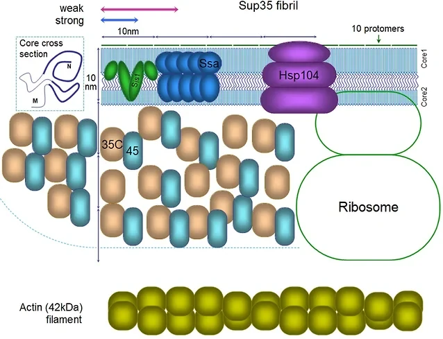Схематическая структура прионной фибриллы и связанных с ней белков. Источник: mdpi.com.