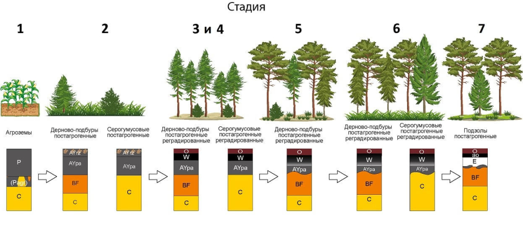 Постадийная схема восстановления почв и растительности сосновых лесов на месте распахиваемых земель в Смоленском Поозерье. Автор – Ольга Шопина.