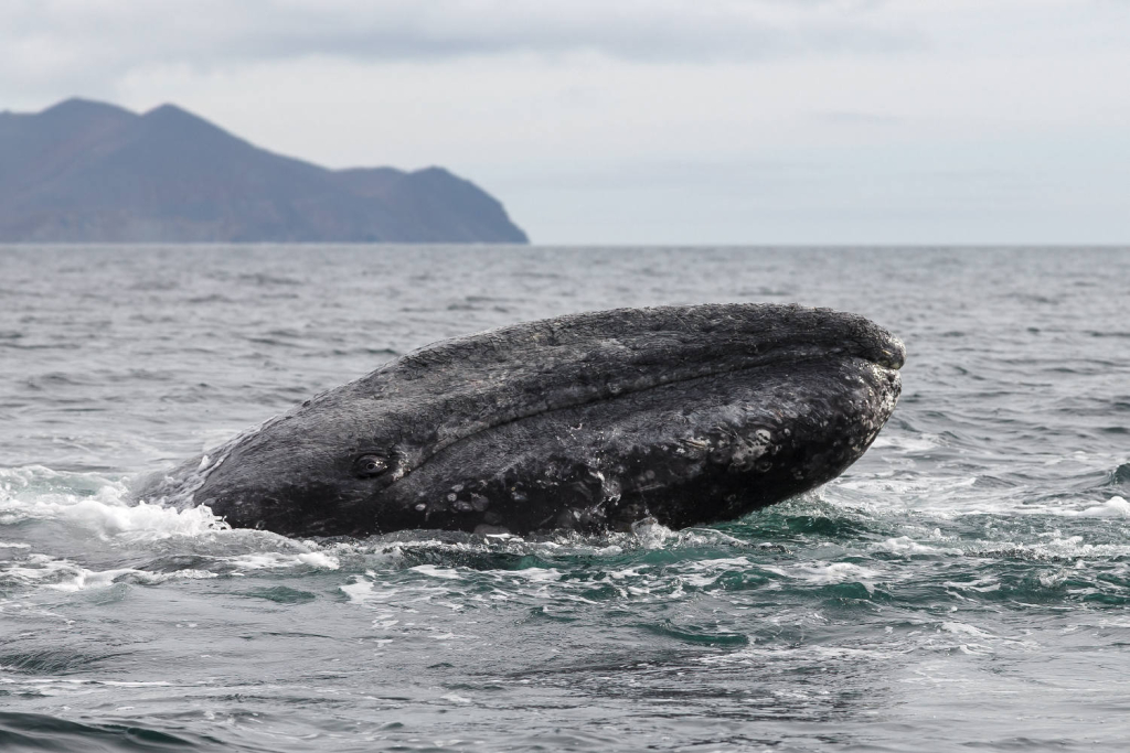 Почему киты на Чукотке пахнут лекарствами