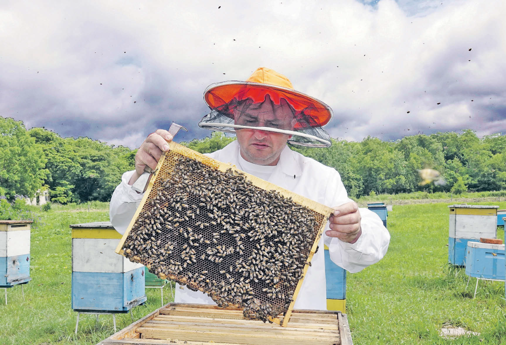 Совершенствование продуктивных качеств пчёл на Дальнем востоке