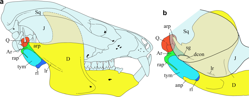 Интерпретация челюстного сочленения у тритилодонтид — раннеюрского Kayentatherium wellesi (a) и раннемелового Xenocretosuchus sibiricus (b). Вне масштаба. Обозначены сочленовная (Ar), зубная (D), квадратная (Q), скуловая (J) и чешуйчатая (Sq) кости, сочленовный (arp) и угловой (anp) отростки, латеральный гребень (lr) и мыщелок зубной кости (dcon), а также суставная впадина чешуйчатой кости (sg), ретроартикулярный отросток (rap), ангулярный лересток (rl) и реконструированная барабанная перепонка (tym)