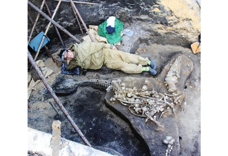 В Коми обнаружен практически полный скелет плезиозавра