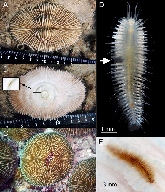Виды кораллов-хозяев, их симбионты и места обитания. A. Pleuractis moluccensis, вид сверху. B. Тот же коралл, вид снизу. Место расположения симбионта обведено прямоугольником. C. Fungia fungites, вид сверху. D.& Hololepidella martini Britayev et Antokhina, 2025, фотография живого червя. Стрелка указывает на повреждение параподии, вероятно, полученное в результате внутривидового столкновения. E. Симбионт, расположенный вдоль рёбер на нижней стороне коралла F. fungites