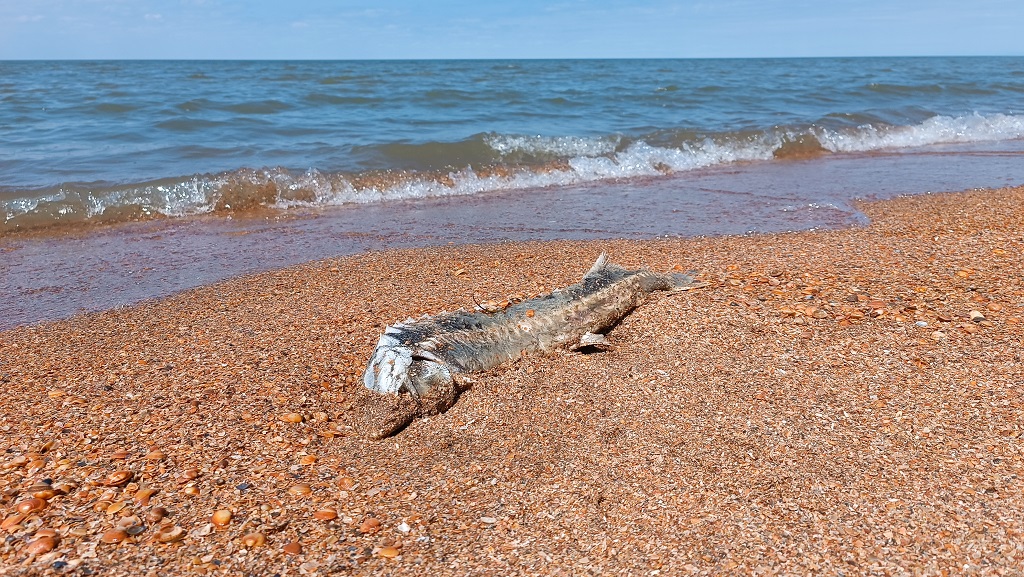  Тенденция падения уровня Каспийского моря продолжается