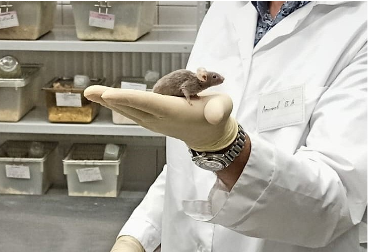 Препарат-защитник митохондрий замедлил развитие тяжёлой формы мышечной дистрофии на новой линии лабораторных мышей