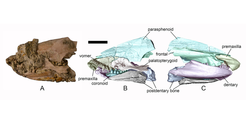 На Кубани обнаружили останки миопротея, ставшего прототипом преданий о драконе-ольме