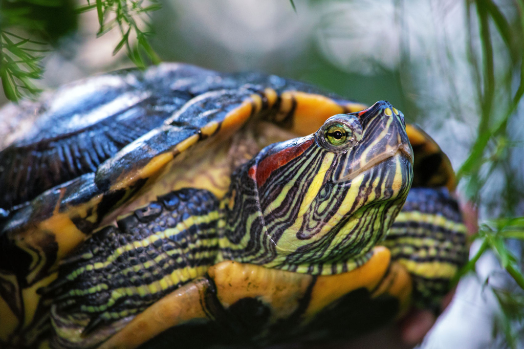 Красноухая черепаха. Фото: Е. С. Малафеева.