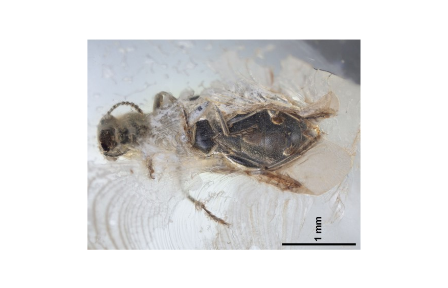 Древнейшие ископаемые клещи-хемисаркоптиды обнаружены на жуках