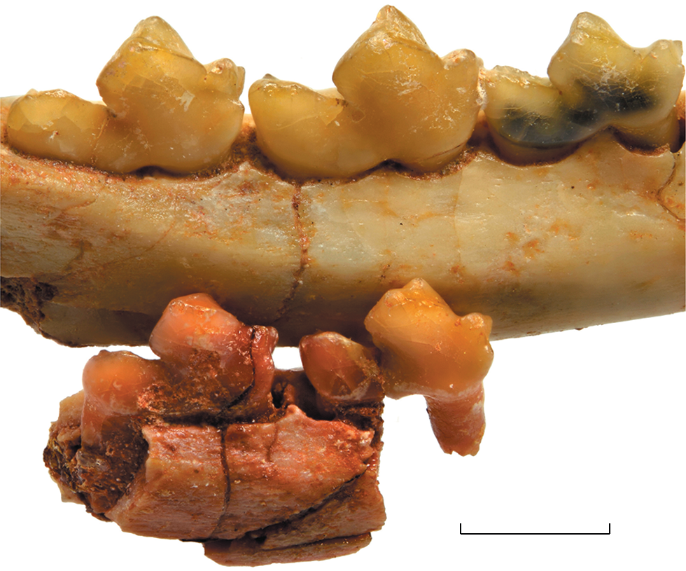 Новый вид гапалодектов из палеоцена Монголии