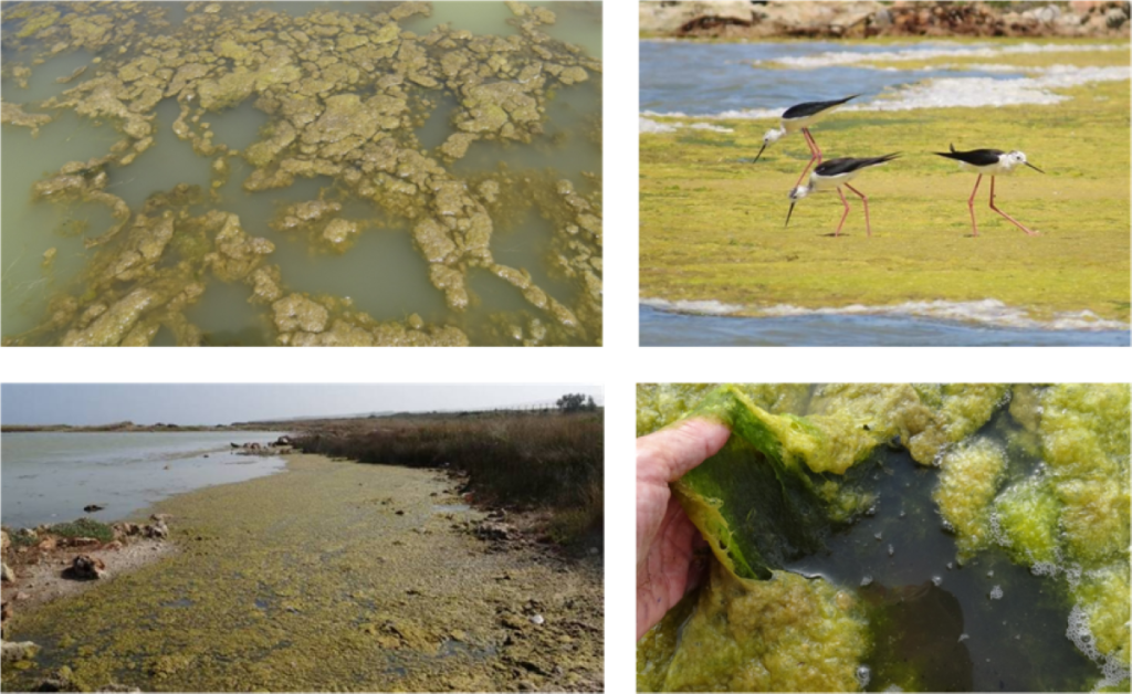 Маты кладофоры