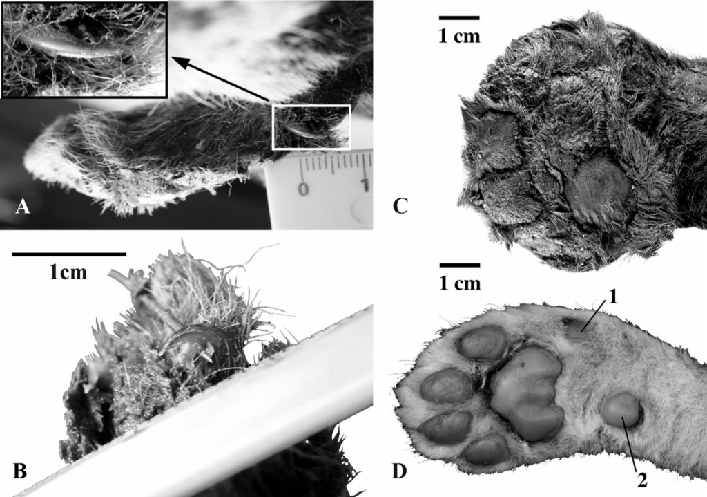 Внешний вид правой передней лапы детёныша гомотерия (Homotherium latidens), Россия, Якутия, Бадяриха, верхний плейстоцен (А—C), и детёныша современного льва (Panthera leo) (D). Обозначены подушечка первого пальца (1) и запястная подушечка (2), отсутствующая у детёныша гомотерия