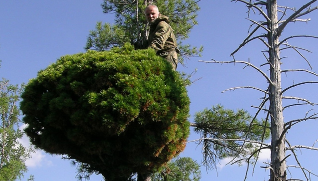  «Ведьмина метла»: в Сибири выводят новые сорта кедров на основе редкой мутации 