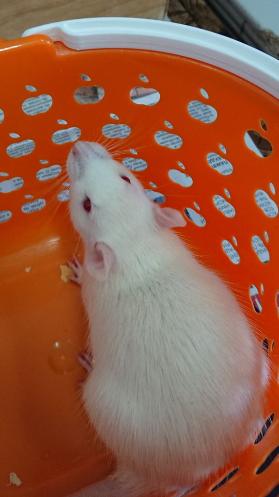 Крысы, участвовавшая в эксперименте