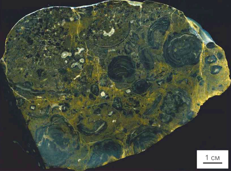 Пришлифованная поверхность образца с крупными онколитами-родоидами