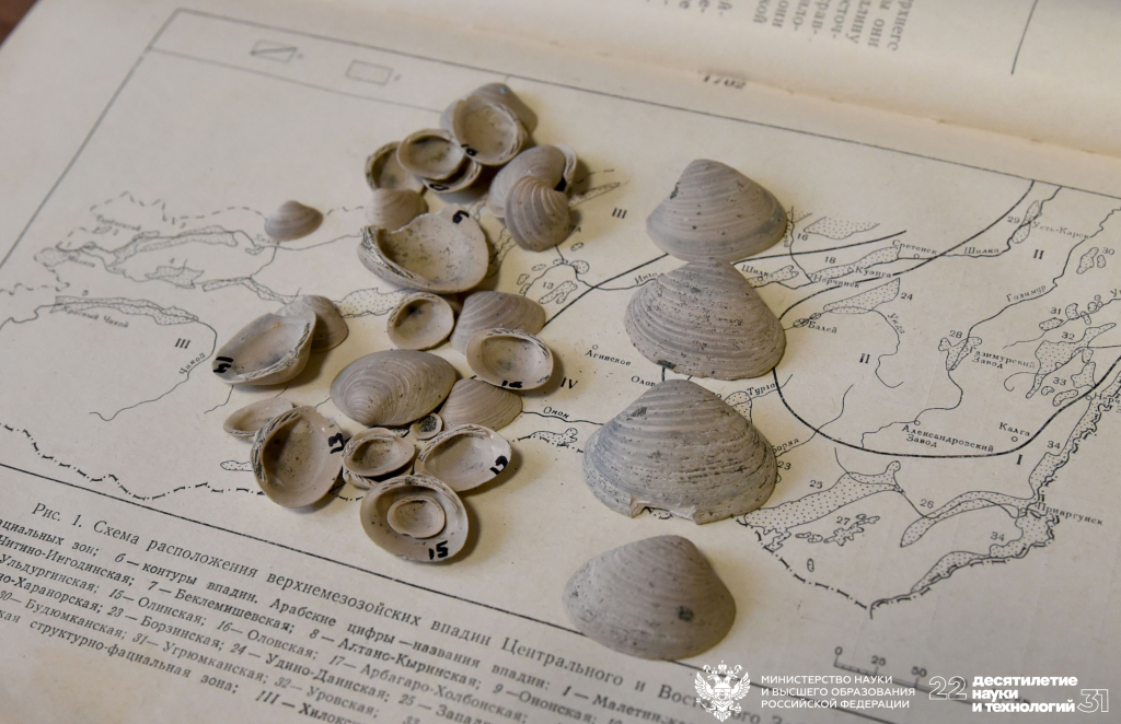 В Сибири обнаружен новый вид ископаемых моллюсков