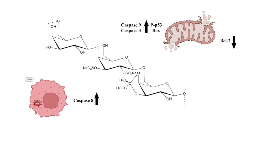 В морской бактерии найдено вещество, вызывающее гибель раковых клеток