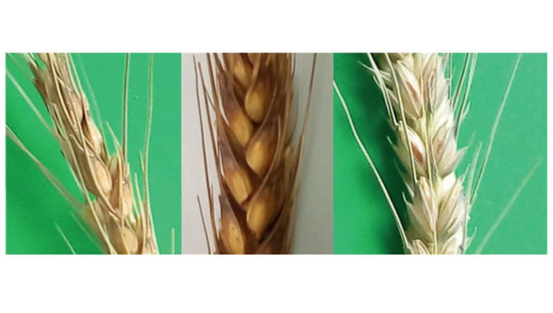 Как повысить качество зерна пшеницы с помощью «пирамиды генов»