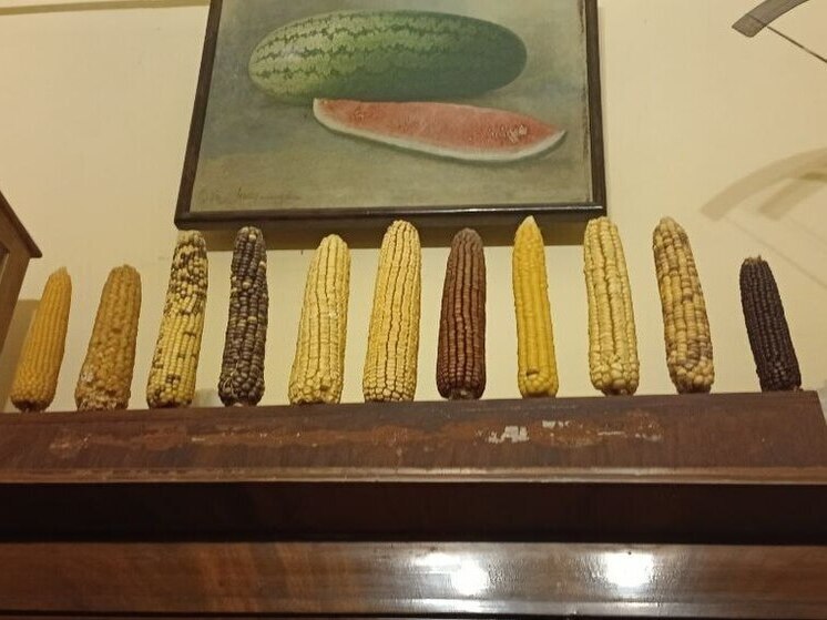 Вавиловская коллекция семян ждёт пополнения: сорт кукурузы для искусственной крови