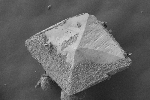 Изображение сканирующей электронной микроскопии кристалла карбоната кальция, осаждённого бактерией B. cereus в процессе биоминерализации.