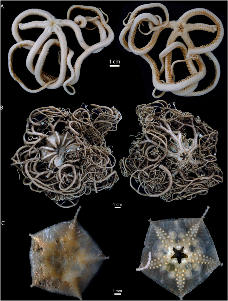 Фото 3. Образцы, зафиксированные в 96 % этаноле. (А) Ophiocreas sp. (LV94-3, гайот Коко, глубина 375 м); (Б) Gorgonocephalus eucnemis (LV94-11, гайот Коко, 1411 г.) глубина м); (В) Astrophiura tiki (LV86-18, гайот Оджин, 1531 м). Шкала: 1 см (А, Б); 1 мм (В)