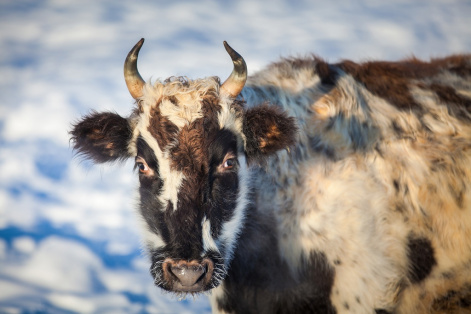 Якутская корова — источник ценных омега-3 жирных кислот