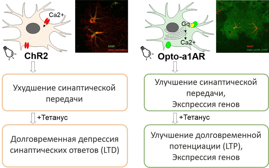 Схема регуляции синаптической передачи в нейронах гиппокампа с помощью разных генетически-кодируемых светочувствительных белков в астроцитах. Тетанус – высокочастотная электрическая стимуляция; ChR2 – канальный родопсин, работающий по принципу ионного канала в ответ на световой стимул; Opto-a1AR – синтетический белок, работающий по принципу рецептора в ответ на световой стимул. Источник: Анастасия Бородина.