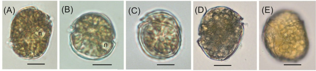 Световые микрофотографии российского штамма Coolia malayensis из Японского моря