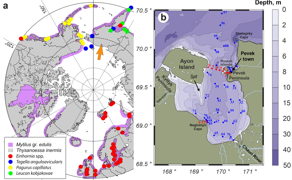 Расположение (a) Чаунской губы в Арктике (оранжевая стрелка) и (b) исследовательских станций в ней