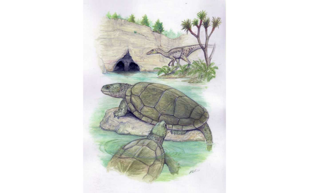 Полностью описан череп черепахи юрского периода из Подмосковья