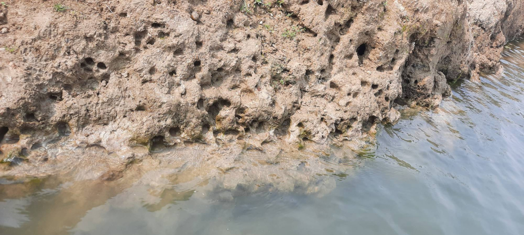 Норки балвантии на берегу притока реки Брахмапутра, Ассам