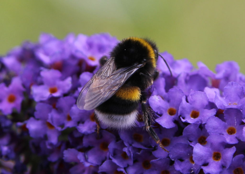 Bombus terrestris (земляной шмель)