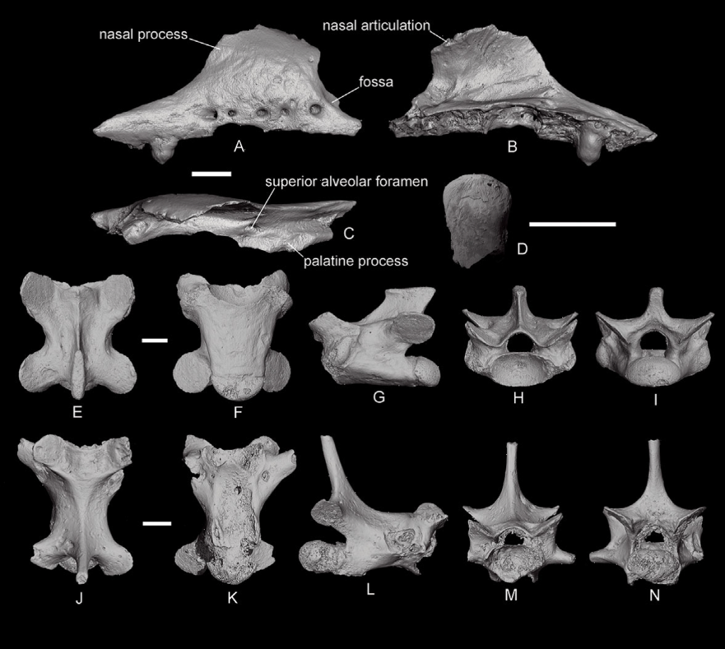  Желтопузик из Тавриды — первая находка ископаемых веретеницевых в Крыму