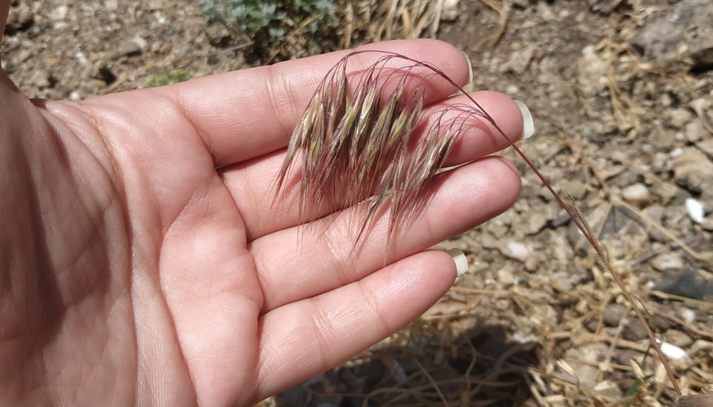 Российские образцы из Крыма помогли раскрыть механизмы экологической катастрофы в США