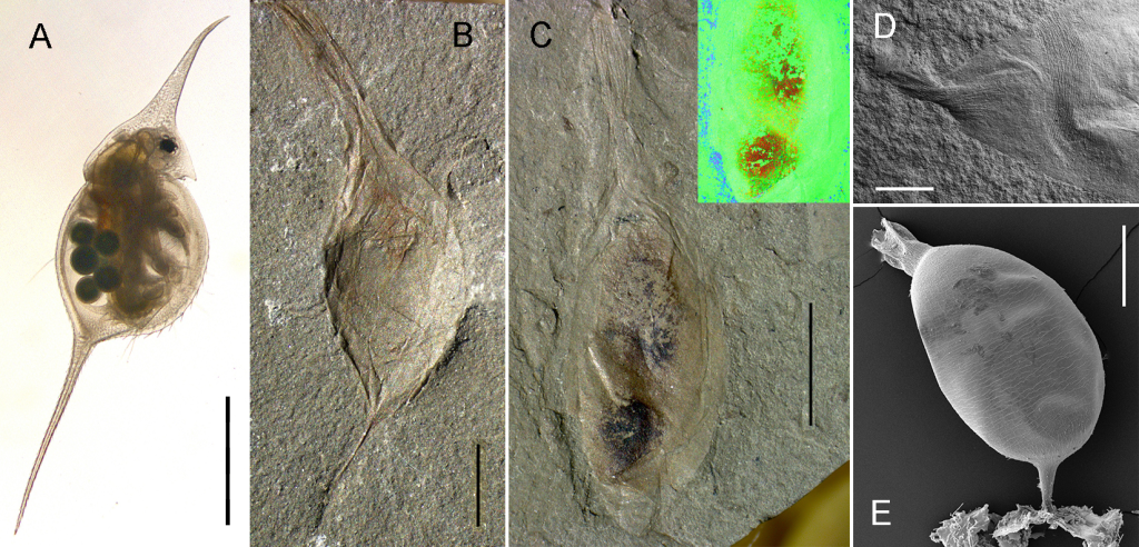 Современная дафния Daphnia lumholtzi Sars, 1885 (A) с длинными шлемом и хвостовой иглой и коконы олигохет (B—E): B—D — позднепермские Archedaphnia kazakhstanica Smirnov, 1970; B — с полностью сохранившимися длинными ножкой и шейкой; С — с двумя яйцами внутри (на врезке — элементный состав в искусственных цветах: красный — углерод, зелёный — железо, голубой — кальций); D — микроструктура поверхности (СЭМ, BSE; продольная морщинистость на перекрученной шейке и поперечная на капсуле); E — кокон современного червя Rhynchelmis tetratheca Michaelsen, 1920 с ножкой, крепившейся к субстрату (СЭМ, SE). Масштабные линейки: А, В — 1 мм; С — 0,5 мм; D, Е — 2 мм
