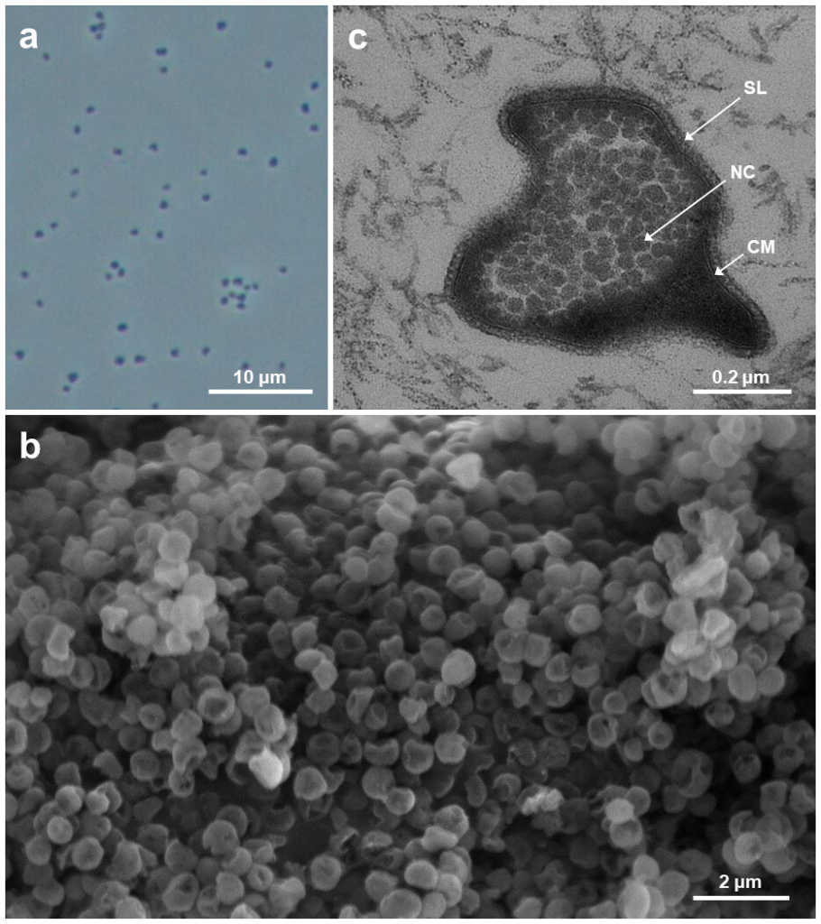 Клетки Tardisphaera miroshnichenkoae (a, b) и Tardisphaera saccharovorans (c)