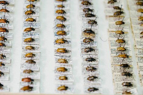 Исследованы причины вспышек массового размножения насекомых, уничтожающих тайгу