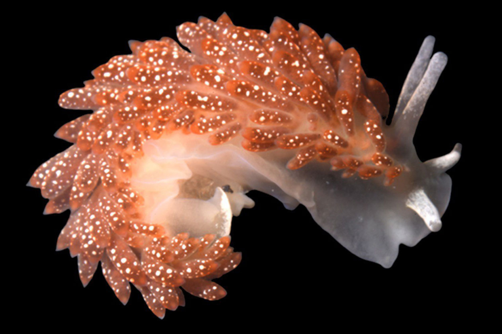 В акватории Курильских островов найден новый вид голожаберных моллюсков