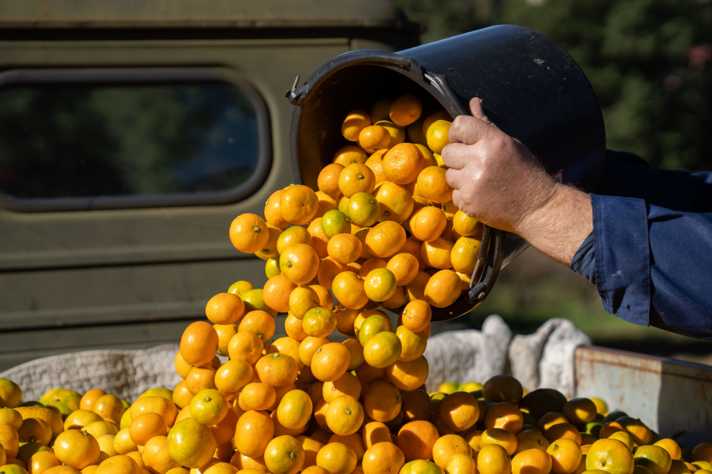 В крупнейшей научной коллекции цитрусовых России начался сбор урожая