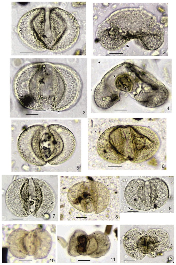 Образцы пыльцы под микроскопом. Фиг. 1–9 — Abietineaepollenites sellowiiformis (Zaklinskaja) Doweld: фиг. 1, 3, 5-9 — полярная проекция пыльцевого зерна, фиг. 2, 4 — боковая проекция пыльцевого зерна. Фиг. 10, 11 – Podocarpidites libellus (Potonié) Krutzsch. Фиг. 12 — Podocarpus nageiaformis Zakl.