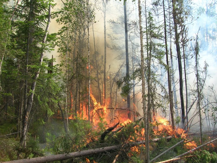 Увеличение нарушенности лесов в Приангарье приводит к росту пожаров и выбросов углерода
