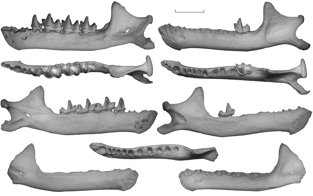 Фрагменты нижнечелюстных костей Plecotus macrobullaris sarmaticus Lopatin, 2024; Крым, пещера Таврида; нижний плейстоцен. Масштабная линейка — 2 мм