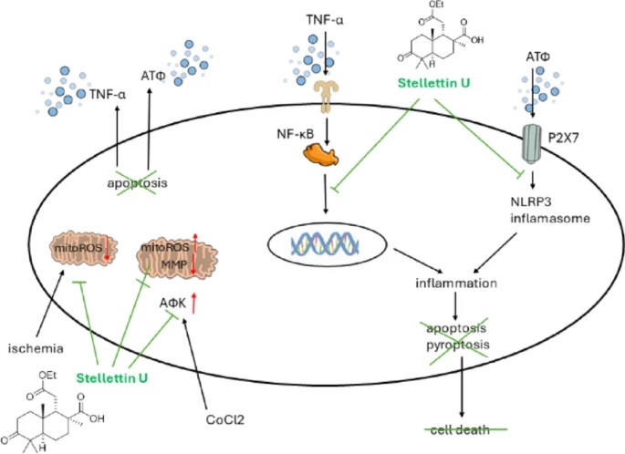 Из вьетнамской морской губки выделено соединение с высоким защитным потенциалом