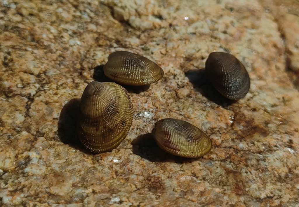 Acila insignis (подкласс Protobranchia)