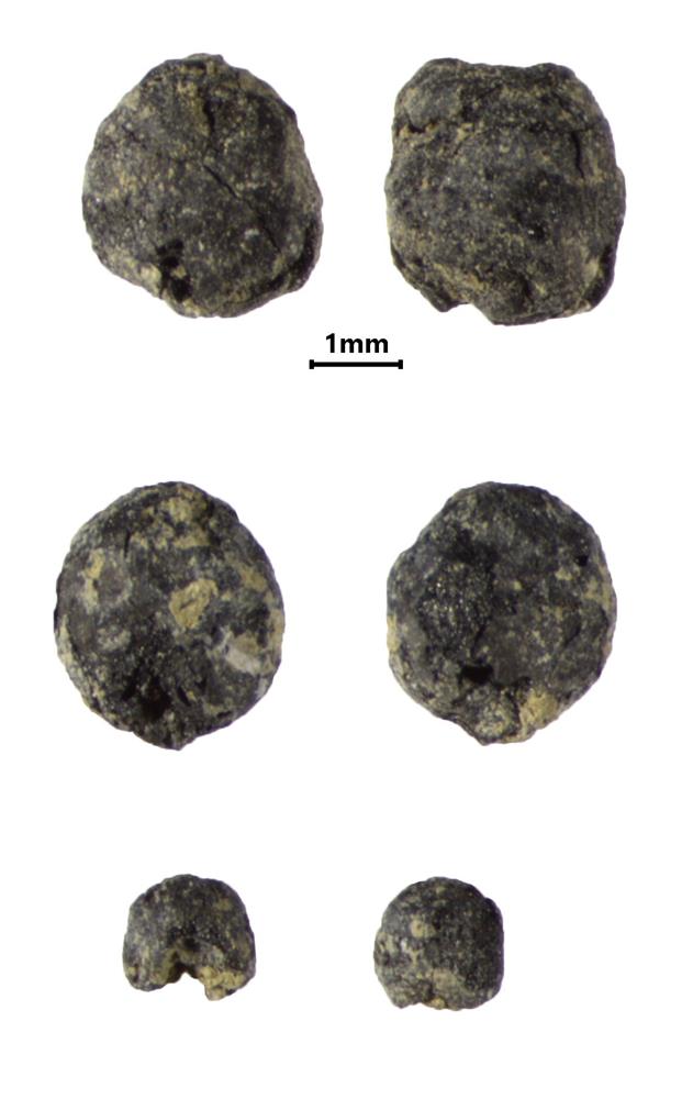 Макроостатки зерна (сорго, просевидные), обнаруженные на поселении культуры сао.